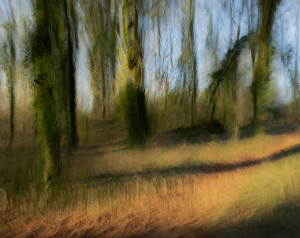 ICM image of a woodland