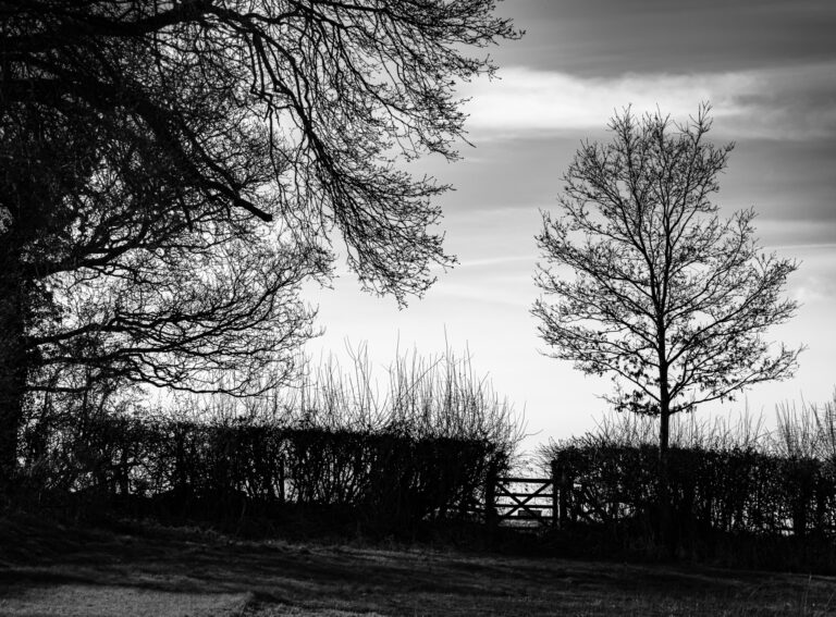 Black & white silhouette of trees