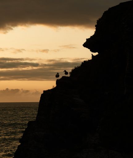 Two gulls on a cliff