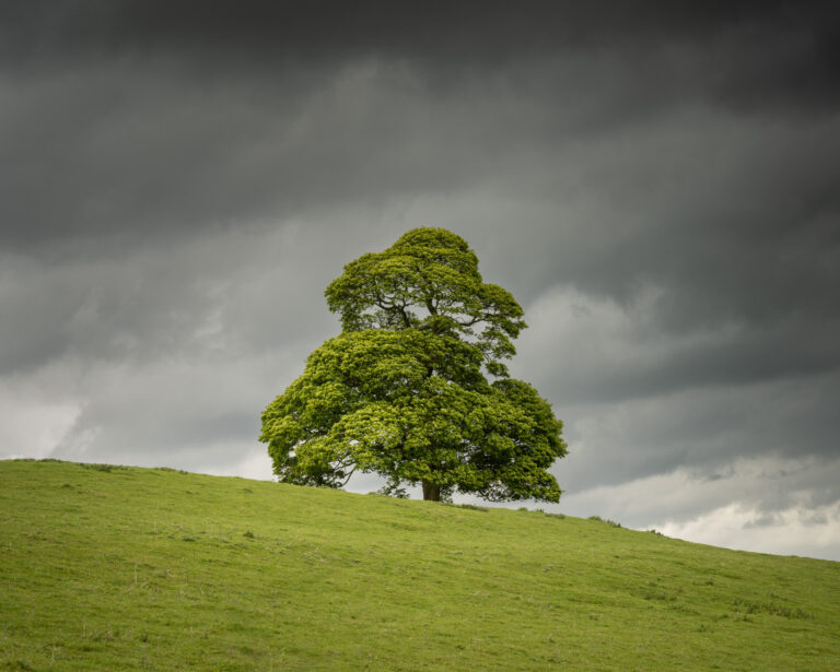 Lone tree in a storm