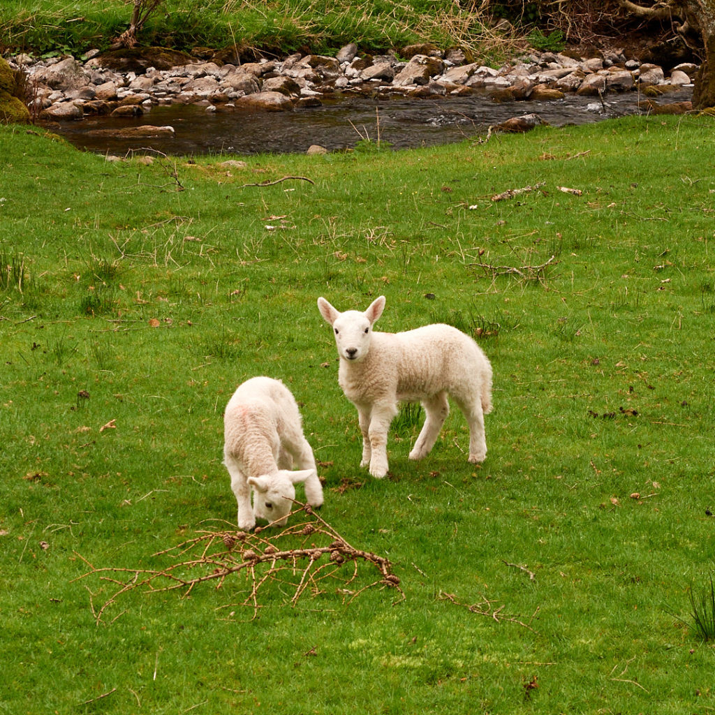 Lambs by a stream