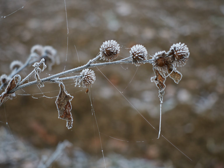 Frozen flowers