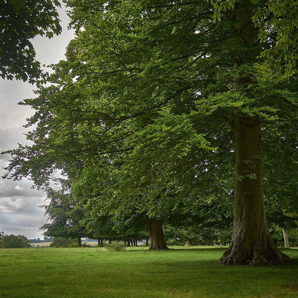 Stand of Trees