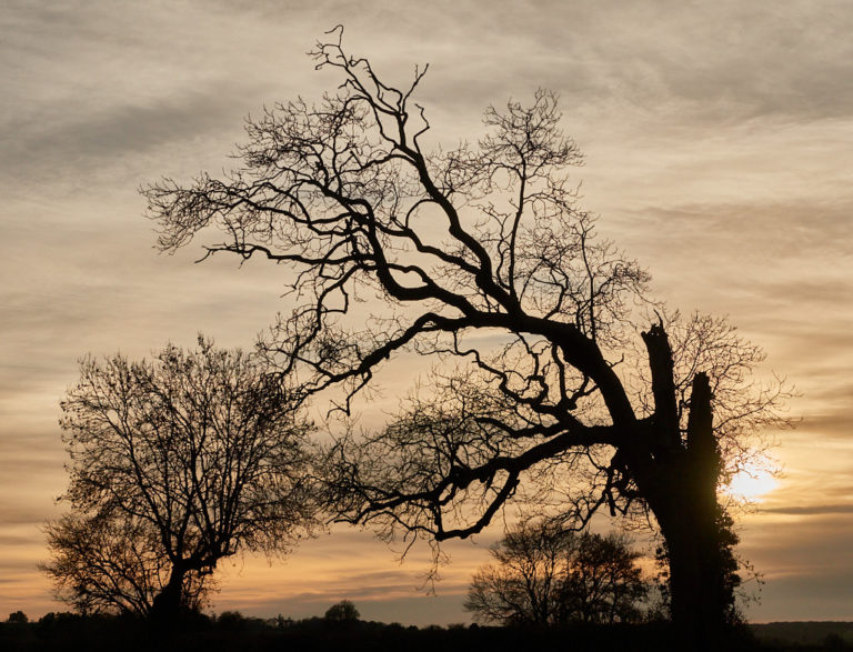 Burning Bush