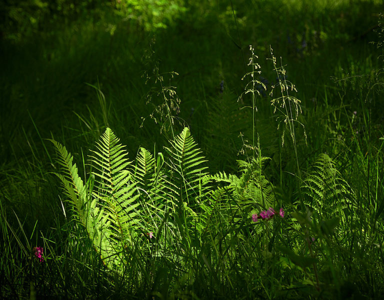 Sunlight on ferns